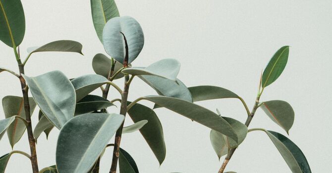 Sexual Enhancement Therapies